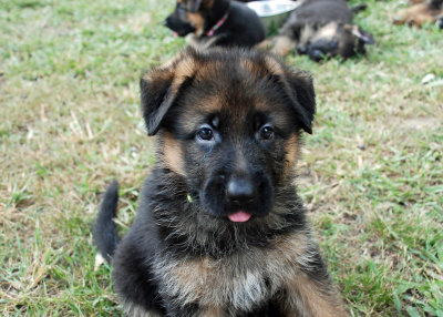 Pup-138.jpg