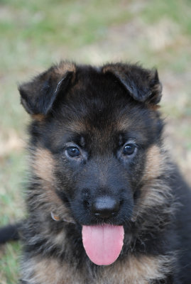 Pup-144.jpg