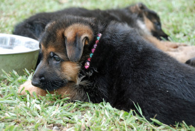 Pup-147.jpg