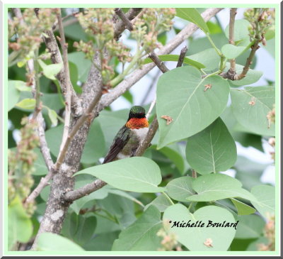 Colibri  gorge rubis