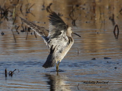 Oiseaux des marais et des rivages