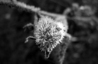 BW Flora