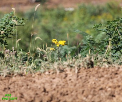 IMG_0694 GOLDENROD FALL SM.jpg