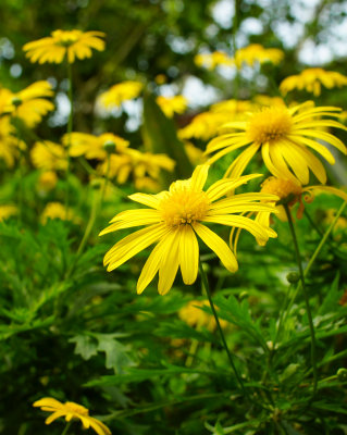 DSC04288.jpg