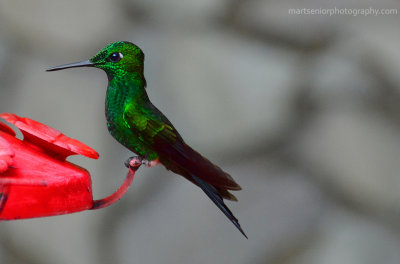 hummingbird  (green crowned brilliant)