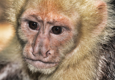 capuchin monkey