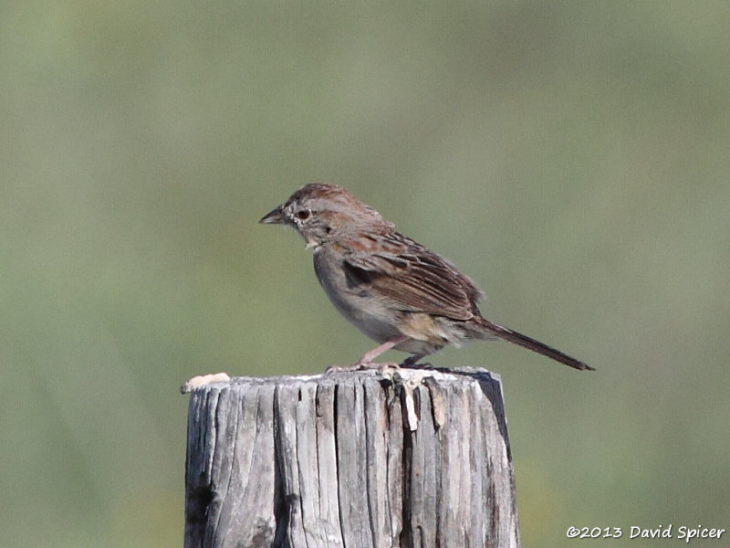 Botteris Sparrow