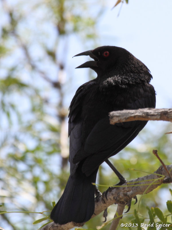 Bronzed Cowbird