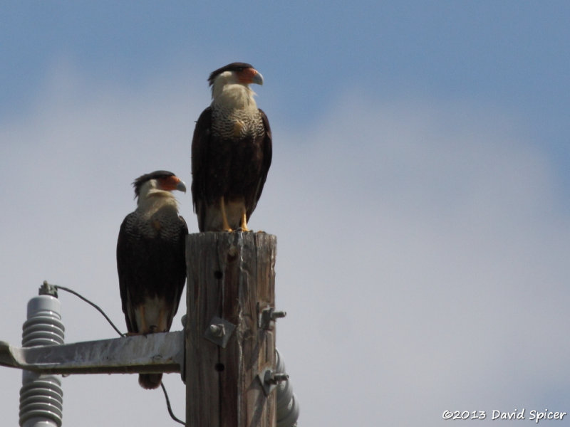 Crested Caracaras