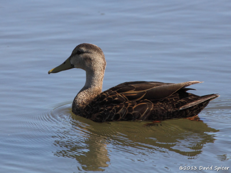 Mottled Duck
