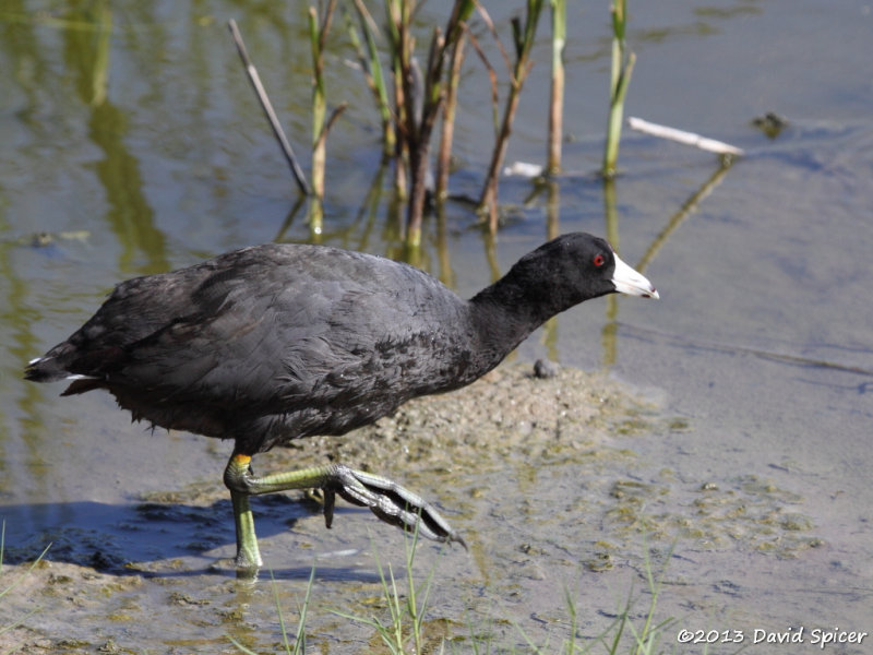 American Coot