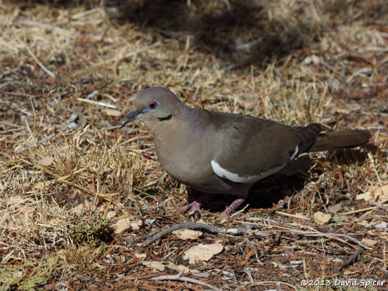 White-winged Dove