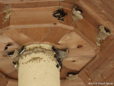 Cliff and Barn Swallows