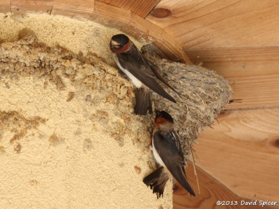 Cliff Swallows