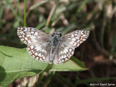 Common or White Checkered-Skipper