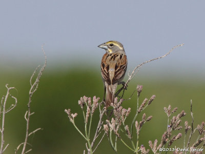 Dickcissel