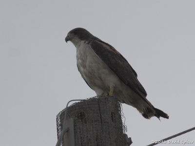 White-tailed Hawk