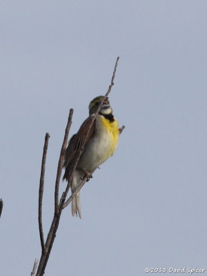 Dickcissle