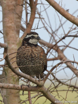 Northern Bobwhite