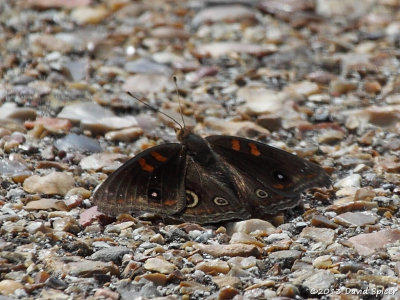 Common Buckeye
