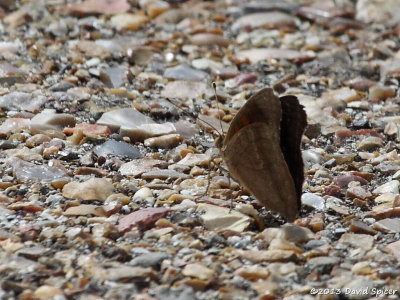 Common Buckeye