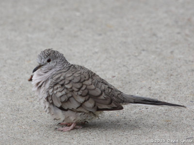 Inca Dove