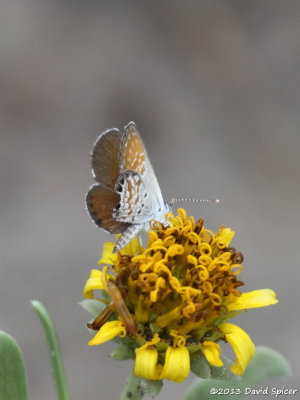 Western Pygmy-Blue