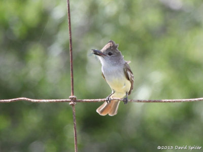 Brown-crested Flycatcher