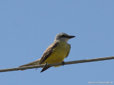 Couch's Kingbird