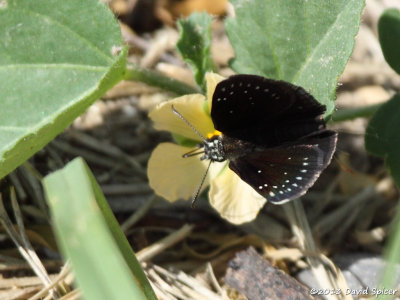 Common Sootywing