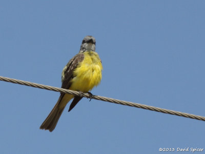 Kingbird