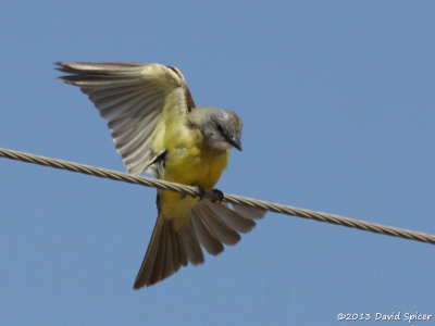 Kingbird