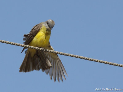Kingbird