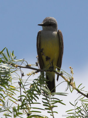 Western Kingbird