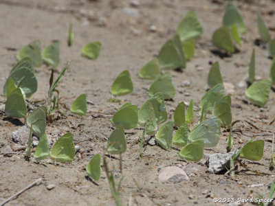 Lyside Sulphurs