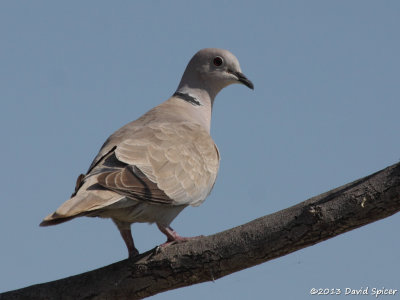 Eurasian Collared-Dove