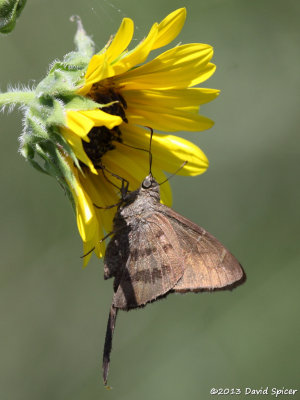 Brown Longtail