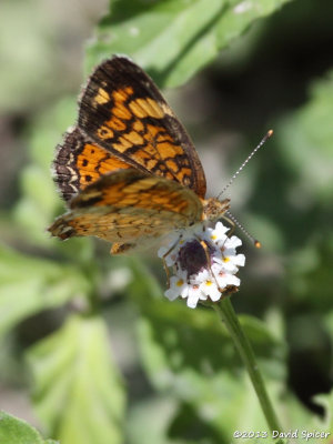 Pearl Crescent