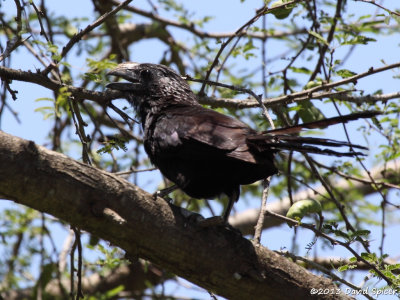 Groove-billed Ani