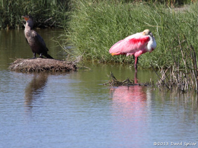 Roseate Spoonbill with Neotropic Cormorant in the background.