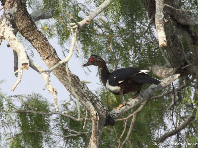 Muscovy Duck