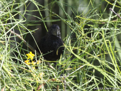 Groove-billed Ani
