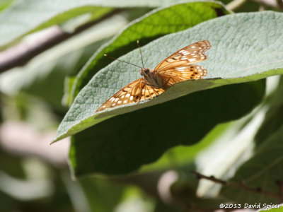 Tawny Emperor