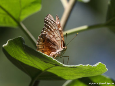 Tawny Emperor
