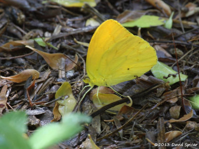 Large Orange Sulphur