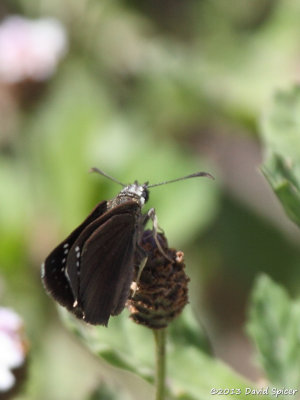 Common Sootywing