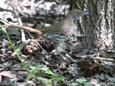 Long-billed Thrasher