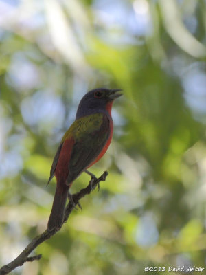 Painted Bunting