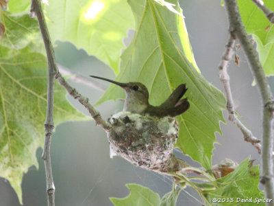 Hummingbird on nest