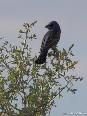 Blue Grosbeak